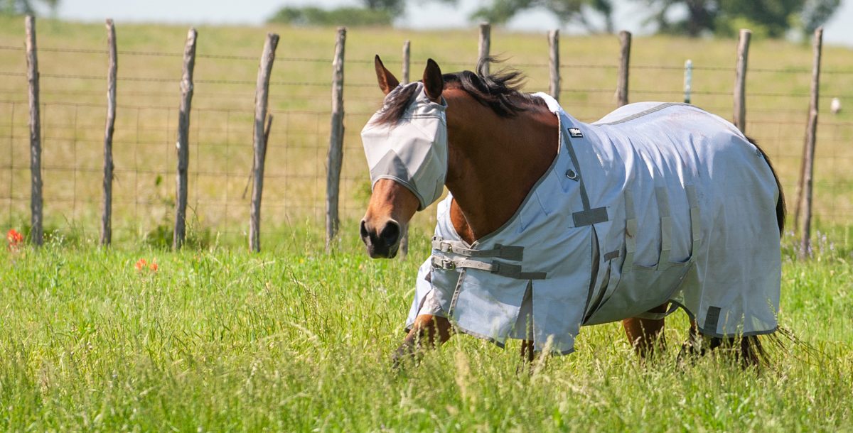 Horses in a pasture wearing grey Cashel Crusader fly masks